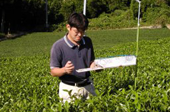 いび茶の取り組み