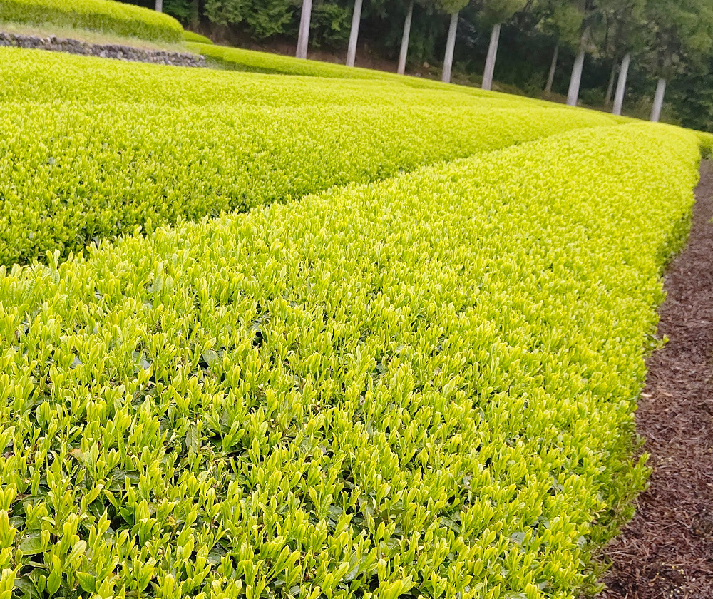 いび茶の茶畑